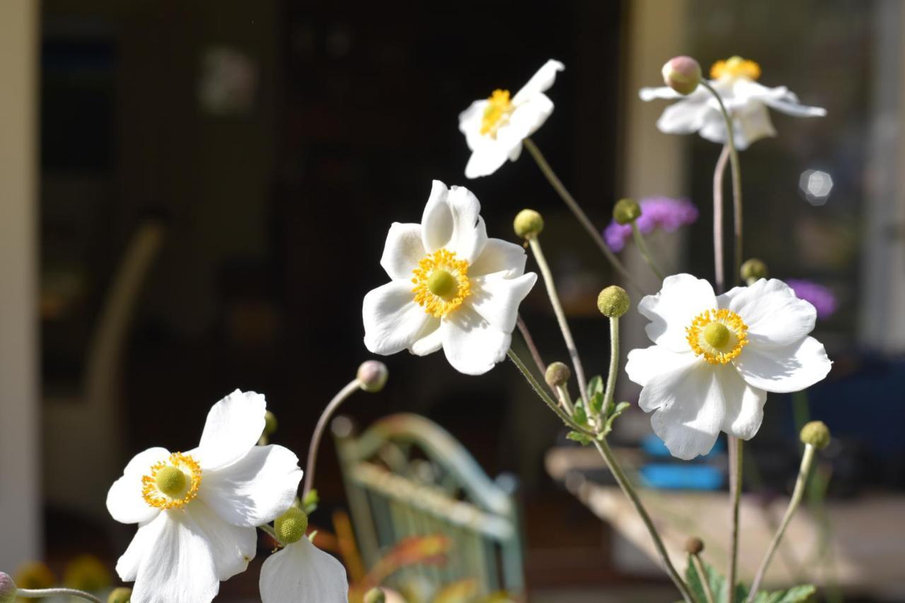 Daisybank Cottage Boutique Bed And Breakfast Брокенхёрст Экстерьер фото